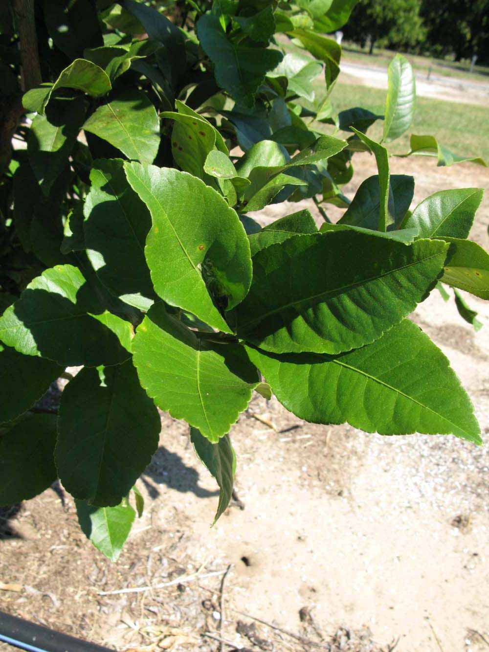              Sun leaves (Winter Haven, FL)       